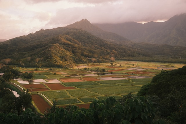 Kauai business for sale