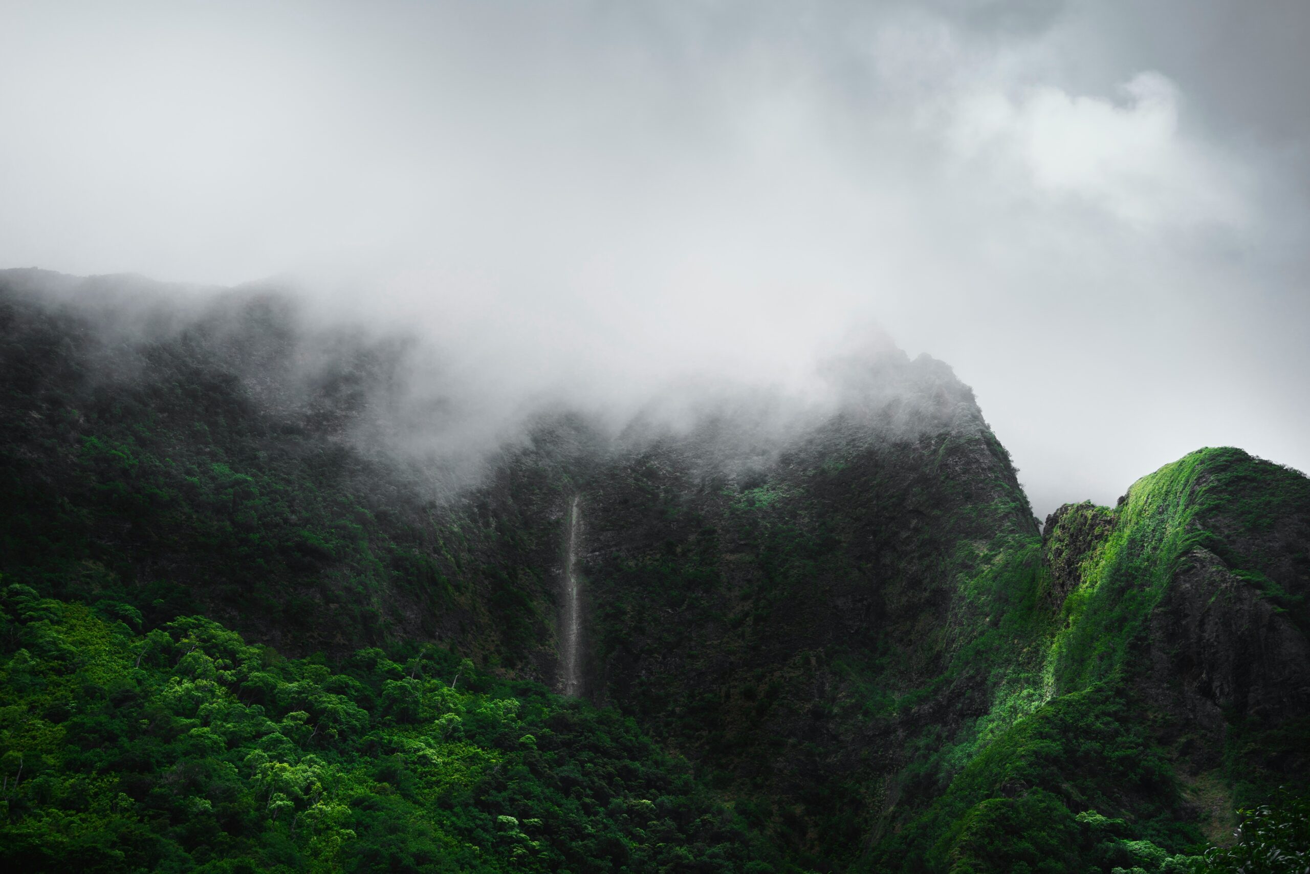 Maui business for sale